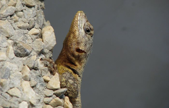 Lagartija - Milo Arce